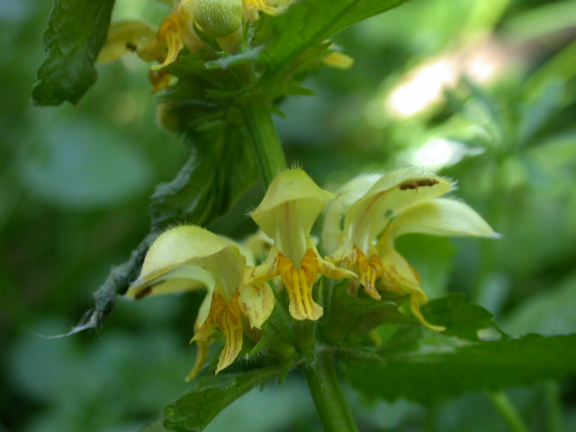 Lamium galeobdolon / Ortica morta gialla